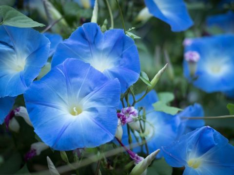 Care Of Morning Glory Plants - How And When To Plant Morning Glories throughout Understanding whether morning glories are perennial plants