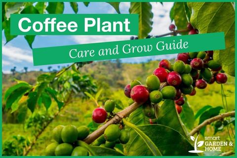 Coffee Plant Care Outdoors At Johnny Sanderson Blog in Essential Care Tips for Growing Coffee Plants at Home