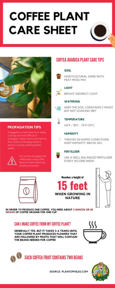 Coffee Plant (Coffea Arabica) Care | Plantophiles regarding Care For A Coffee Plant