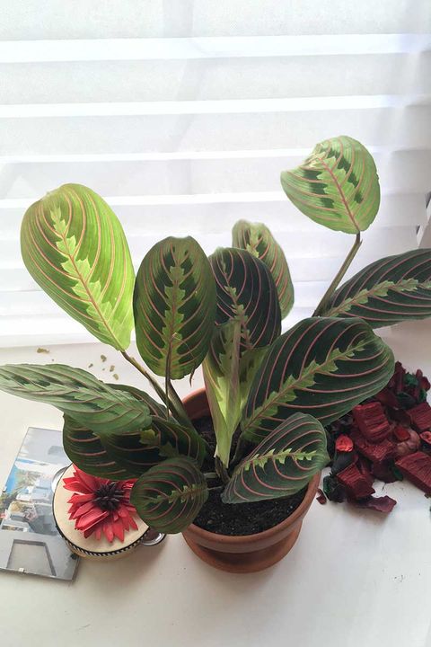 Common Causes Of Yellow Leaves On Prayer Plants | Gardener’s Path pertaining to Prayer Plant Leaves Turning Yellow