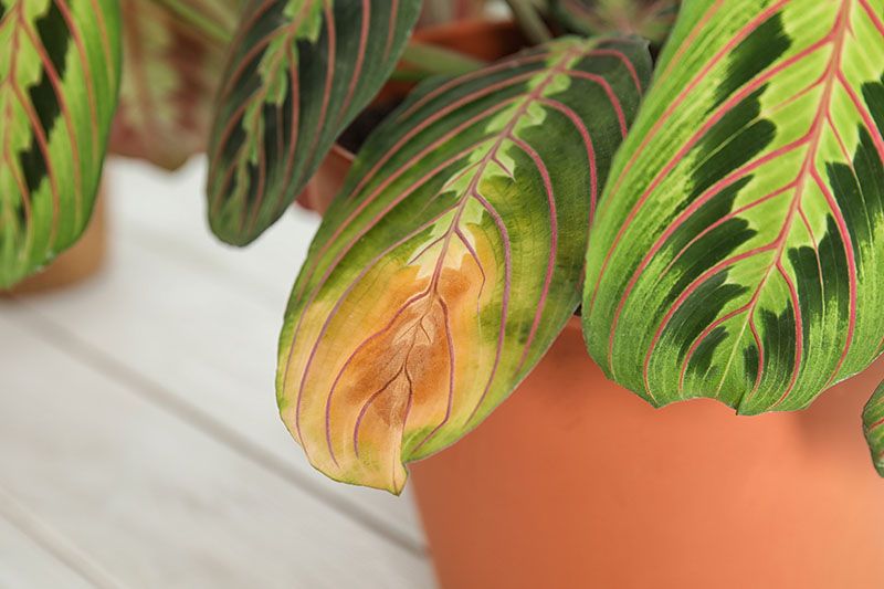 Preventing and Treating Yellow Leaves on Prayer Plants Naturally