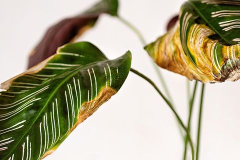 Common Causes Of Yellow Leaves On Prayer Plants | Gardener’s Path with regard to Prayer Plant Leaves Turning Yellow