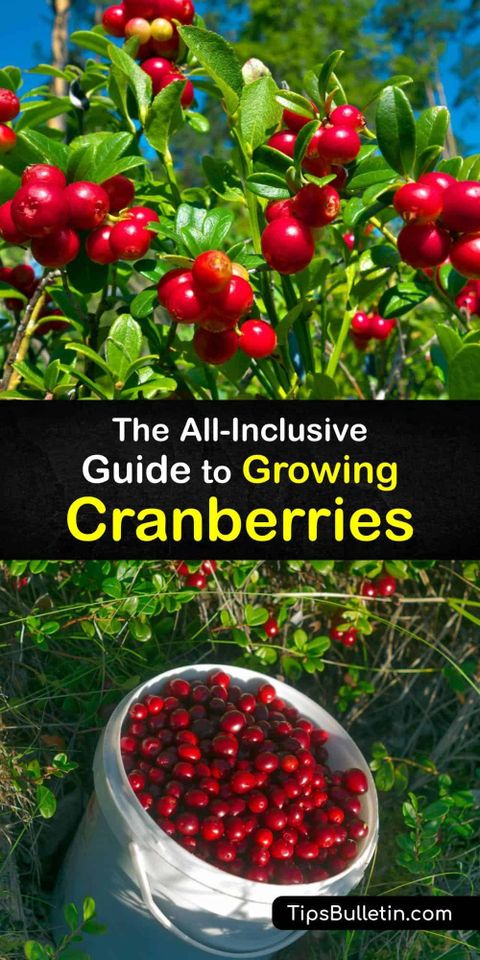 Cranberries How Does It Grow At Catharine Blanco Blog throughout Cranberry Plant How To Grow