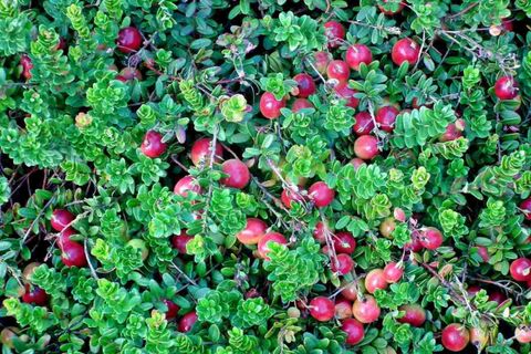 Cranberry Plant within The Essential Guide to Cultivating Cranberry Plants