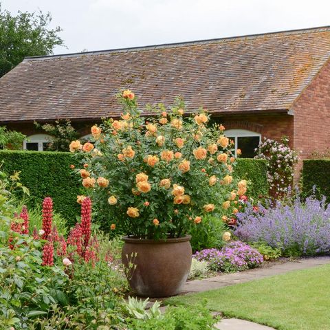 David Austin English Rose Shrub 'Lady Of Shalott' - A Striking Rose ... pertaining to The Enigmatic Beauty of The Lady of Shalott's Garden