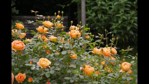 David Austin Rose - Lady Of Shalott, A Fully Detailed Review, Zone 7 ... pertaining to Lady Of Shalott Climbing Rose