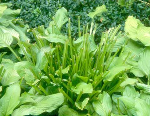 Deer Damage To Hostas - Hosta Pests From The Hosta Helper - Presented ... regarding Do Deer Actually Eat Hostas? A Complete Guide for Gardeners