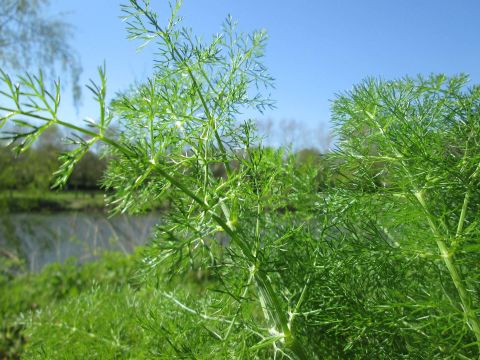 Dill Weed That Looks Like with Plant That Looks Like Dill Weed