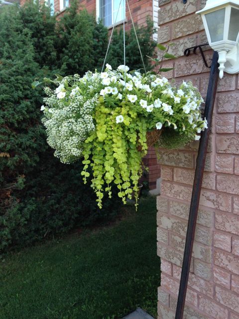 Diy Hanging Basket Plant For Shade Wow Worthy Combination – Artofit within Transforming dark garden spots into lush hanging plant displays