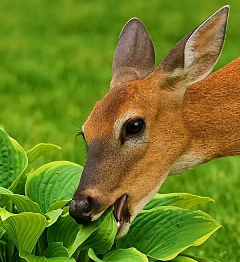 Do Deer Eat Hostas? Discover 14 Proven Deer-Resistant Plants throughout Do Deer Eat Hostas Plants