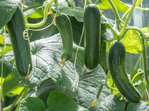 Do Deer Eat Zucchini? (All You Need To Know) for How to Protect Your Zucchini Plants from Deer Grazing Behavior