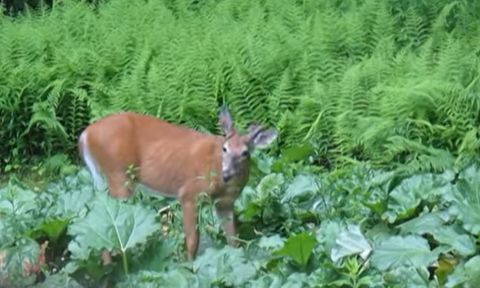 Does Deer Eat Rhubarb? - Explore The Best Outdoor Gear, Animal Guides ... pertaining to Natural food sources for deer including rhubarb plants