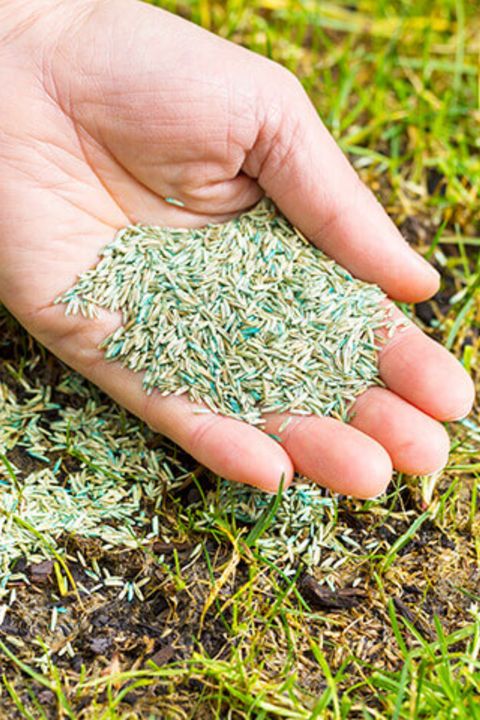 Does Grass Seed Go Bad? – Yard And Garage throughout Can Grass Seed Go Bad