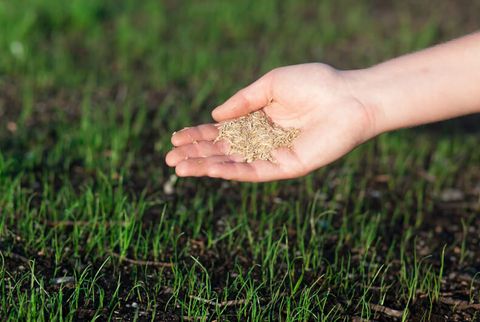 Does Grass Seed Go Bad? – Yard And Garage with regard to Can Grass Seed Go Bad