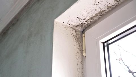 Does Mold Grow On Metal? Health Risk Explained pertaining to Can Mold Grow On Metal