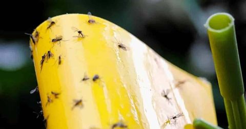 Does Neem Oil Kill Fungus Gnats? Spray, Soil Soak, Neem Cake pertaining to Does Neem Oil Kill Fungus Gnats