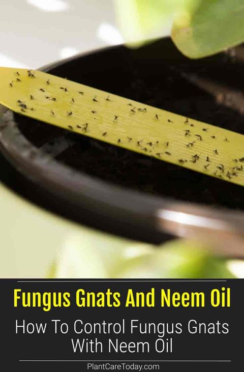 Does Neem Oil Kill Fungus Gnats? Spray, Soil Soak, Neem Cake pertaining to Does Neem Oil Kill Fungus Gnats