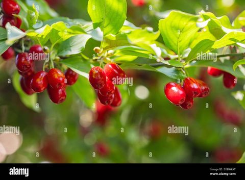 Dogwood Berry On A Tree Close-Up,Healthy Berries And Fruits Concept ... with Understanding the surprising berry production of dogwood trees