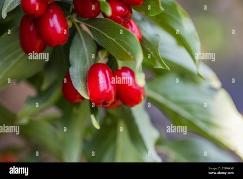 Dogwood Berry On A Tree Close-Up,Healthy Berries And Fruits Concept ... within Berries On A Dogwood Tree