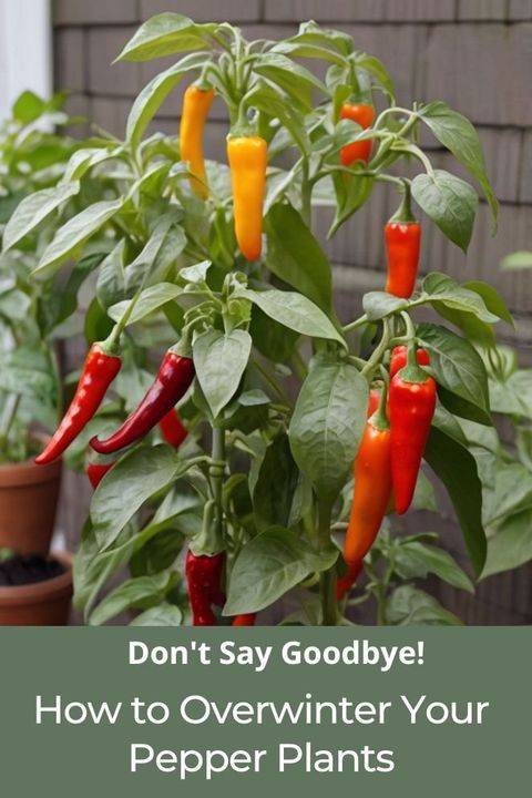 Don't Say Goodbye! How To Overwinter Your Pepper Plants throughout How To Overwinter Pepper Plants