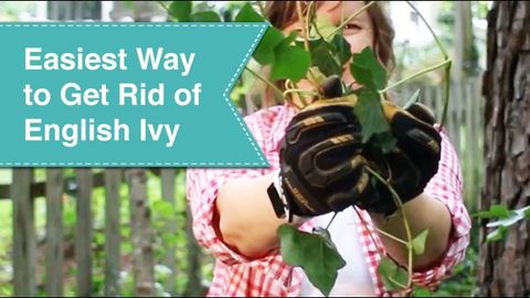 Easiest Way To Get Rid Of English Ivy Forever - Youtube inside Step-by-Step Guide to Getting Rid of English Ivy