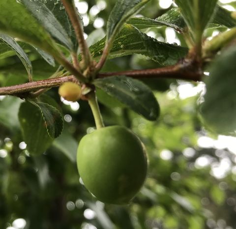 Emerald Beaut Plum - Page 2 - General Fruit Growing - Growing Fruit within Chill Hours Emerald Beaut Plum Tree