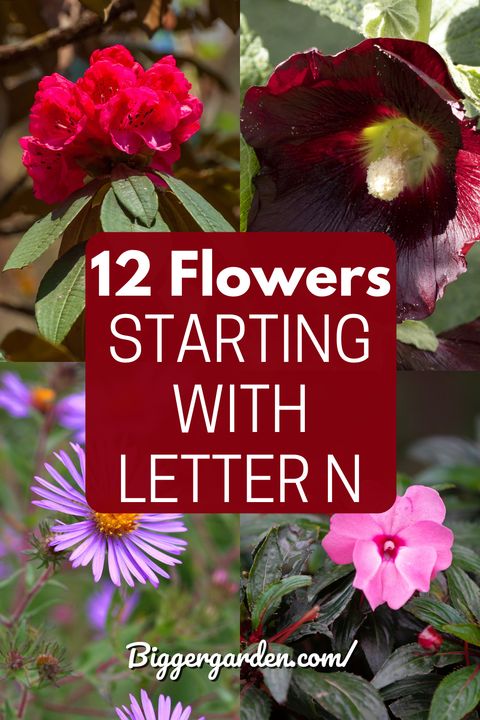 🌸Nourish Your Soul: 12 Noteworthy Flowers That Begin With N! | Native ... with regard to Flowers That Start With An N
