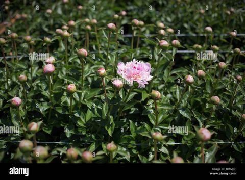 Fields Of Peonies Growing At Adelman Peony Gardens In Salem, Oregon ... within Can I Grow Tree Peonies On The Central Oregon Coast