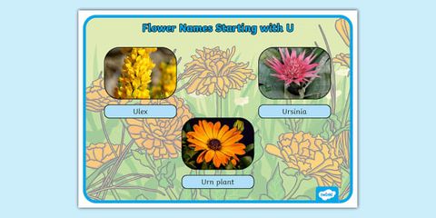 Flower Names Starting With U Display Poster regarding Flowers That Start With U