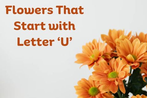 Flowers-That-Start-With-U – Justwebworld within Flowers That Start With U