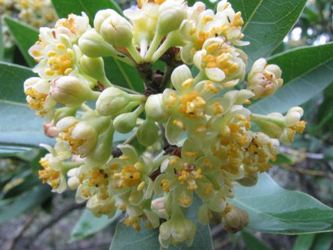 Flowers That Start With U pertaining to Flowers That Start With U