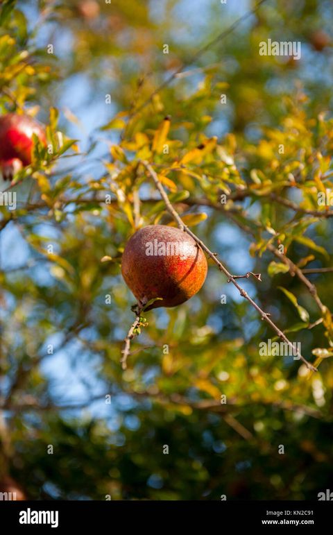 Food Fruits Pomegranates On The Tree Ripe Stock Photo - Alamy with Will Pomegranates Ripen Off The Tree