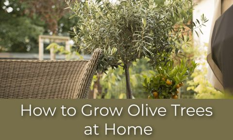 Growing Olive Trees for Where Does The Olive Tree Grow