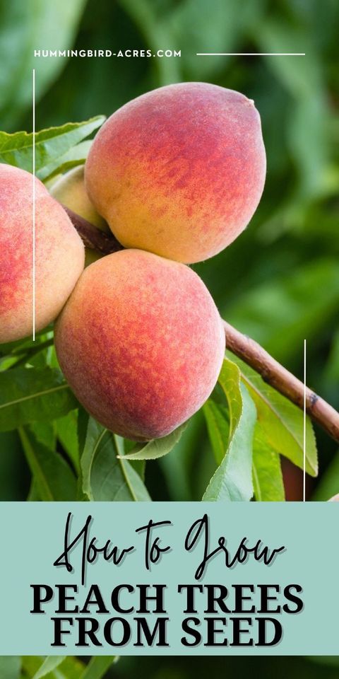 Growing Peach Trees From Seed – Artofit in Grow Peach Tree From Seed