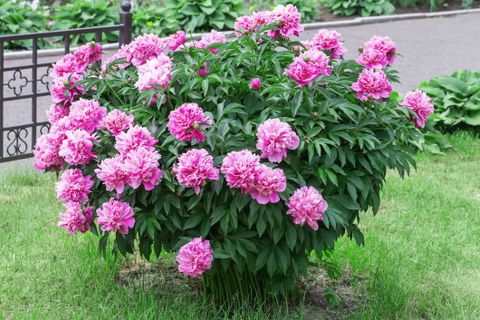 Growing Peonies In Pots inside Can I Grow Tree Peonies On The Central Oregon Coast