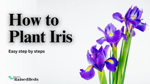 Guide To Growing Irises: Planting, Care, And Tips - Planter Raised Beds with What To Plant With Iris