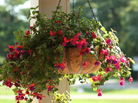 Hanging Basket Flowers For Shade – Growing Shade Flowers In Hanging Baskets pertaining to Transforming dark garden spots into lush hanging plant displays
