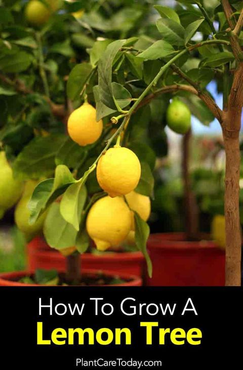 How Big Does A Dwarf Meyer Lemon Tree Grow At Joel Norris Blog within How Big Does A Lemon Tree Grow