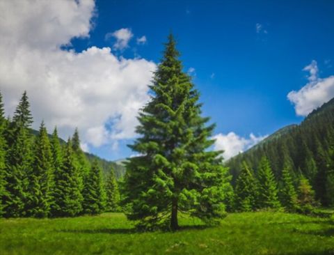 How Fast Do Pine Trees Grow A Year At Rosa Gray Blog within How Fast Do Pine Trees Grow