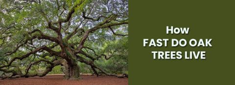 How Long Does It Take An Oak Tree To Grow? - Embracegardening throughout From acorn to towering oak how long does the process take