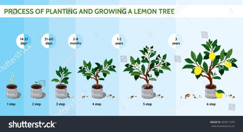 How Long Does It Take For A Lemon Tree To Grow Full Size At Antonio ... throughout Maximizing your lemon tree's potential size in different climates