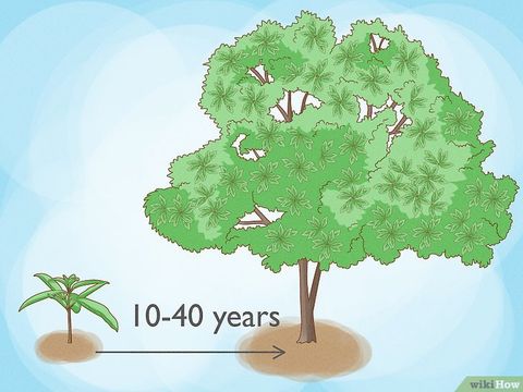 How Long Does It Take For A Tree To Grow: Growth Stages & More within How Long Do Oak Trees Take To Grow