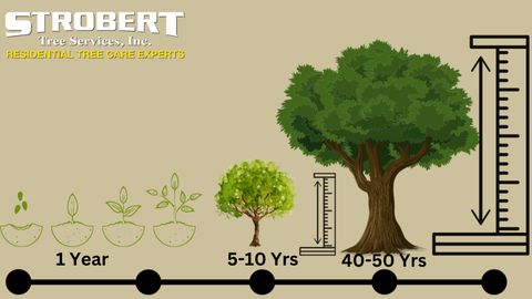 How Long Does It Take For A Tree To Grow | Strobert Tree Services intended for How Long Does It Take An Oak Tree To Grow