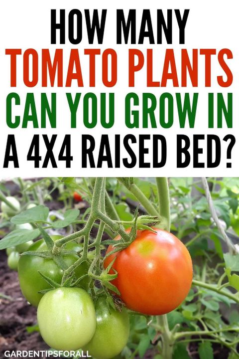 How Many Tomato Plants In A 4X4 Raised Bed? with regard to Calculating the Right Number of Tomato Plants for Your Family's Needs
