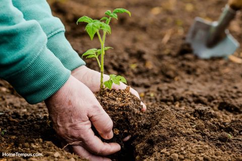 How Many Tomato Seeds Per Hole For Tasty Tomatoes - Hometempus in How Many Tomato Seeds Per Hole