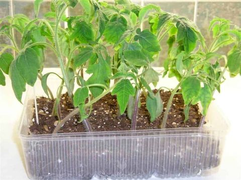 How Many Tomato Seeds Per Hole Should You Put? • New Life On A Homestead in How Many Tomato Seeds Per Hole
