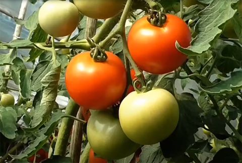 How Many Tomatoes Does One Plant Produce? - Gardenprofy intended for How Many Tomatoes Per Plant