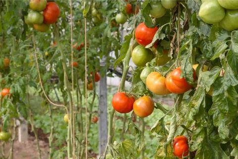 How Many Tomatoes Per Plant? (And How To Grow More!) with regard to How Many Tomatoes Per Plant