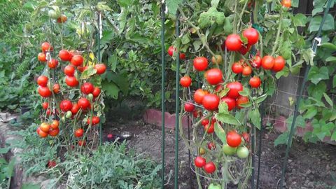 How Many Tomatoes Per Plant Can You Harvest? - Archute with regard to How many tomatoes can you expect from a single plant
