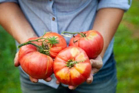 How Much To Plant Per Person For A Year's Worth Of Food - Melissa K. Norris with Calculating the Right Number of Tomato Plants for Your Family's Needs